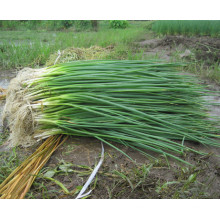 HSH01 Jinsen OP shallot seeds/chives seeds in vegetable seeds